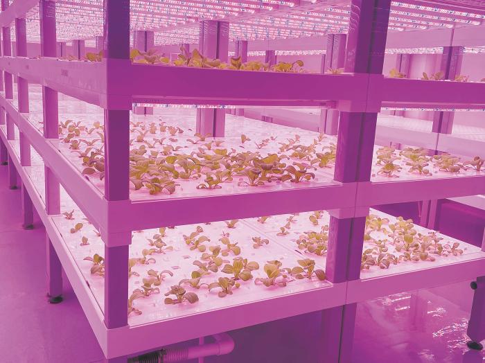 在物美植物工廠里，通過LED燈的照射，蔬菜散發(fā)勃勃生機(jī)。受訪者供圖
